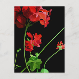Geranium Postkarte