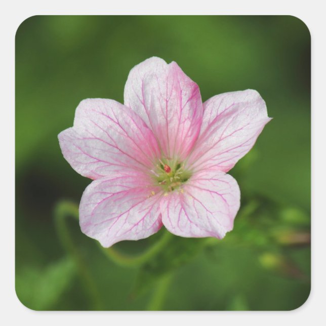 Geranium Quadratischer Aufkleber (Vorderseite)