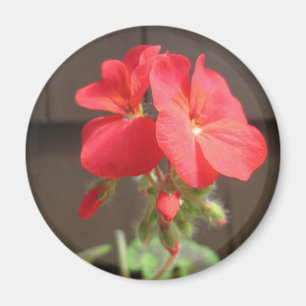 Geranium Red Magnet