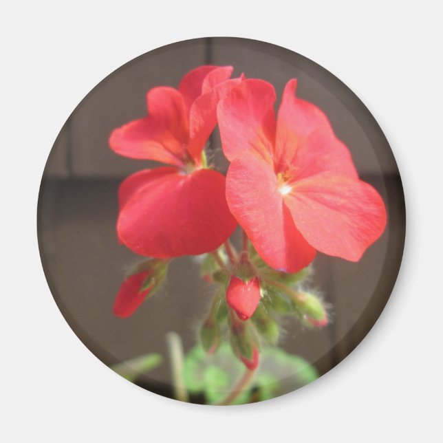 Geranium Red Magnet (Vorne)