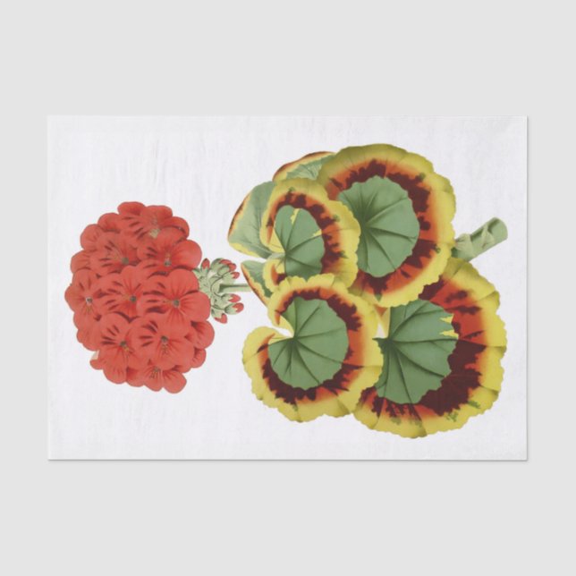 Géranium rouge 10" botanique X 15" papier de soie (Recto)
