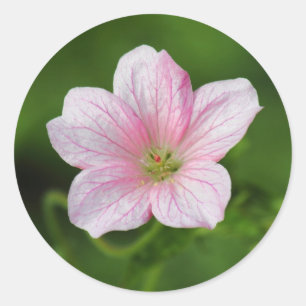 Geranium Runder Aufkleber
