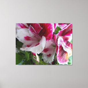 Geranium Stretched Canvas Print Leinwanddruck