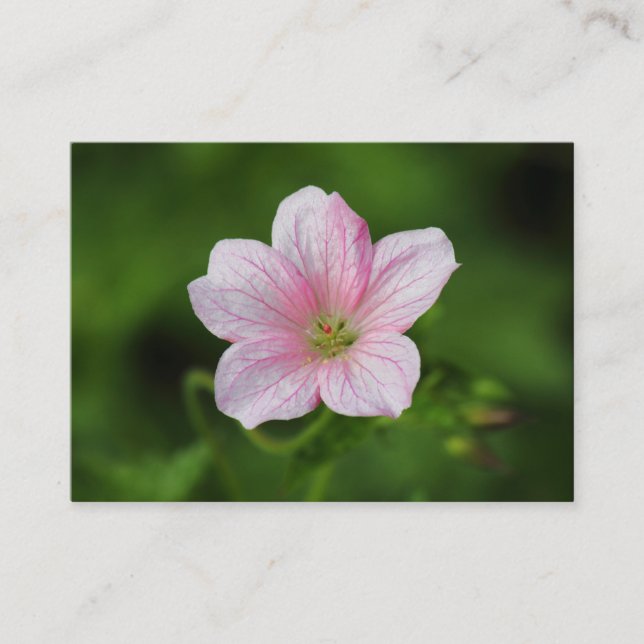 Geranium Visitenkarte (Vorderseite)