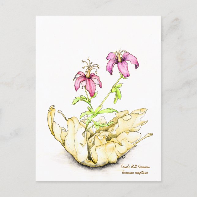 Geranium wildflower watercolor postkarte (Vorderseite)