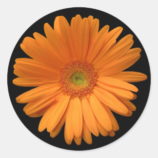 Gerber Daisy Aufkleber