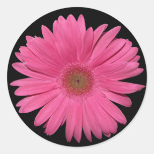 Gerber Daisy Aufkleber