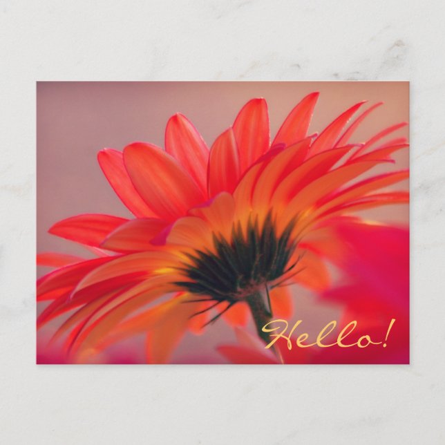 Gerber Daisy Foto Postcard Postkarte (Vorderseite)