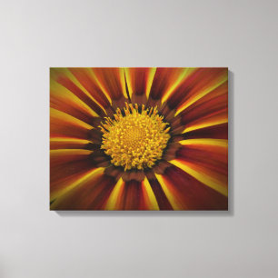 Gerber Daisy in Black Vignette Leinwand