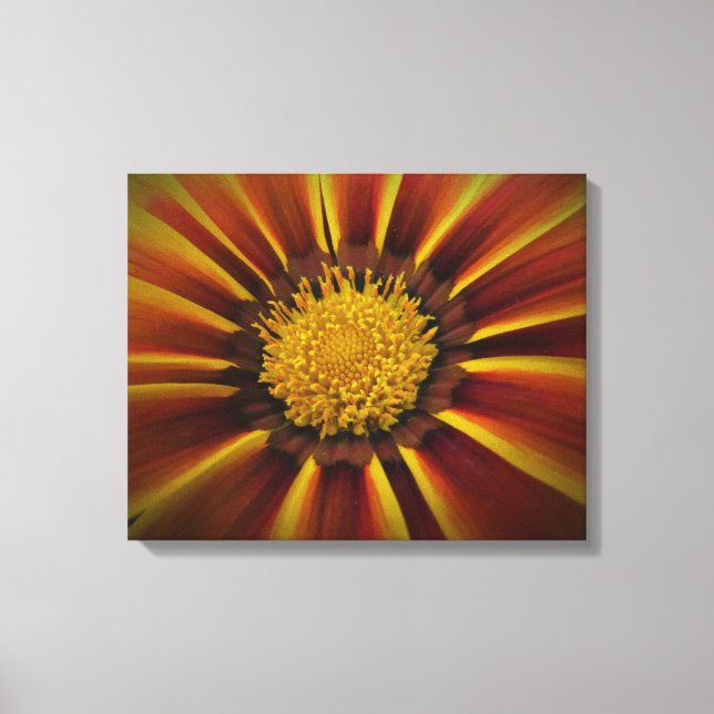 Gerber Daisy in Black Vignette Leinwand (Vorderseite)