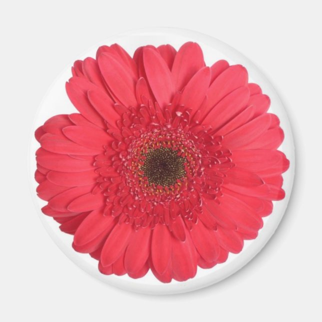 Gerber Daisy Magnet (Vorne)