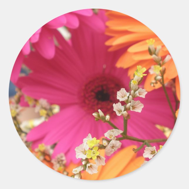 Gerber Daisy Runder Aufkleber (Vorderseite)