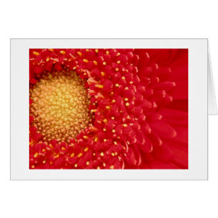 Gerber Gänseblümchen