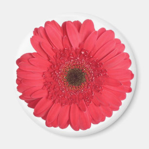 Gerber Gänseblümchen Magnet