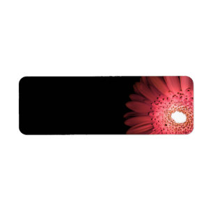 Gerbera
