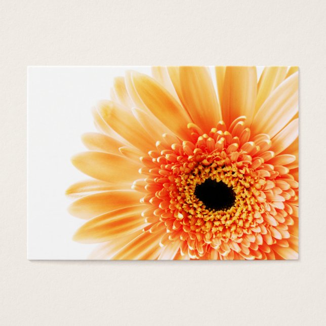 Gerbera (Devant)