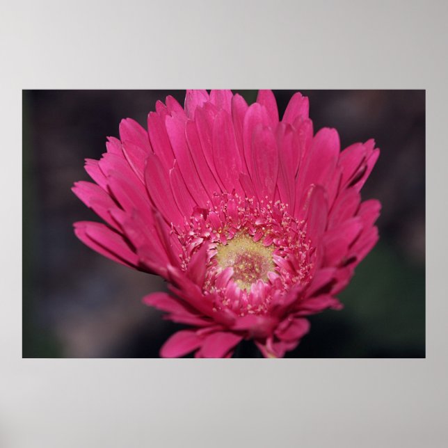 Gerbera auf der Leinwand blühen Poster (Vorne)