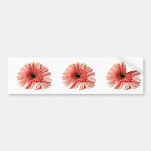 Gerbera Autoaufkleber
