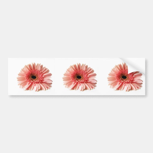 Gerbera Autoaufkleber (Vorne)