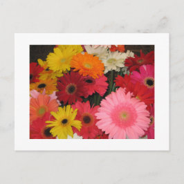 Gerbera Blume Postkarte
