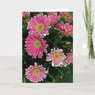 Gerbera-Blumen Karte