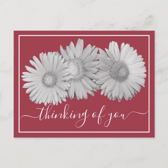 Gerbera Daisies Blush Hintergrund Postkarte (Vorderseite)