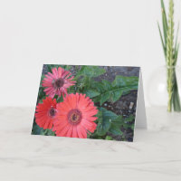 Gerbera Daisies erhält Well Card