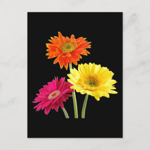 Gerbera Daisies Postkarte