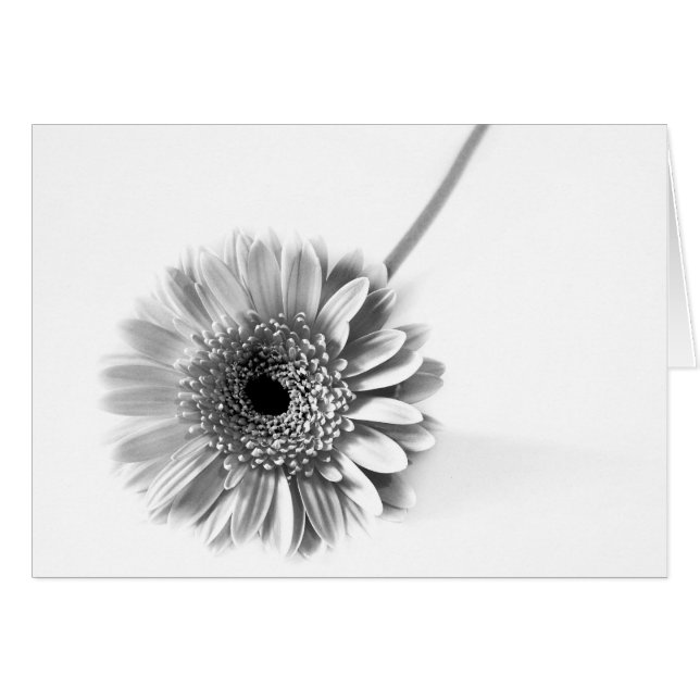 Gerbera Daisy (Devant horizontal)