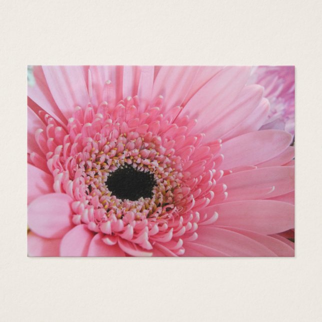 Gerbera Daisy (Devant)