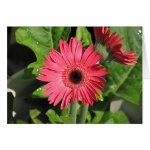 Gerbera Daisy
