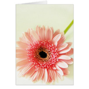 Gerbera Daisy