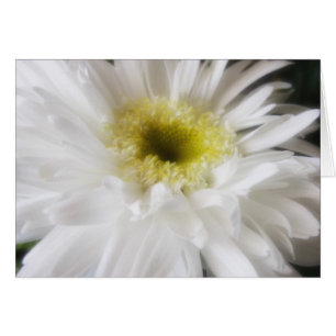 Gerbera Daisy 13