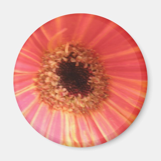 Gerbera Daisy Aimant Fleur (Devant)