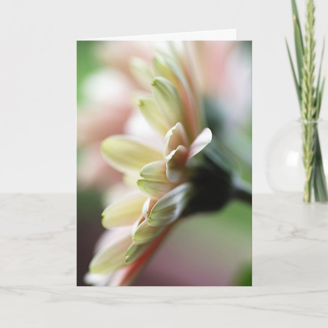 Gerbera Daisy Birthday Card Karte (Vorderseite)