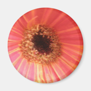 Gerbera Daisy Blume Magnet