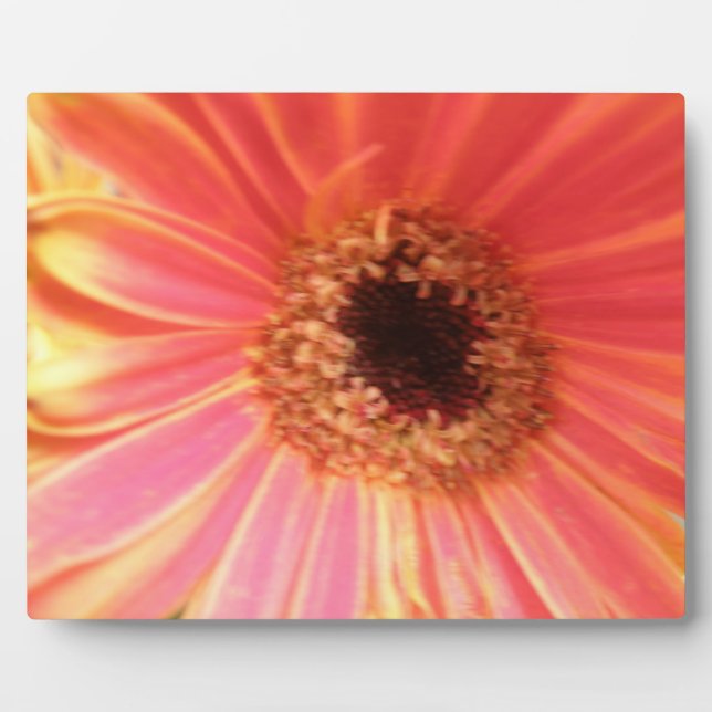 Gerbera Daisy Blume Plaque Fotoplatte (Vorderseite)