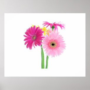 Gerbera Daisy Blume Poster