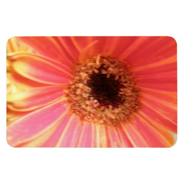 Gerbera Daisy Blume Premium Magnet (Horizontal)