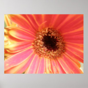 Gerbera Daisy Blume Print Poster