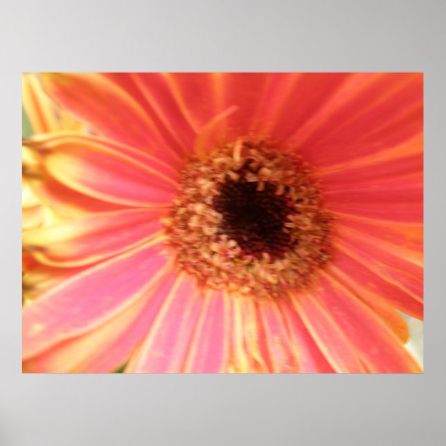 Gerbera Daisy Blume Print Poster (Vorne)