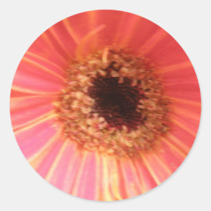 Gerbera Daisy Blume Stickers