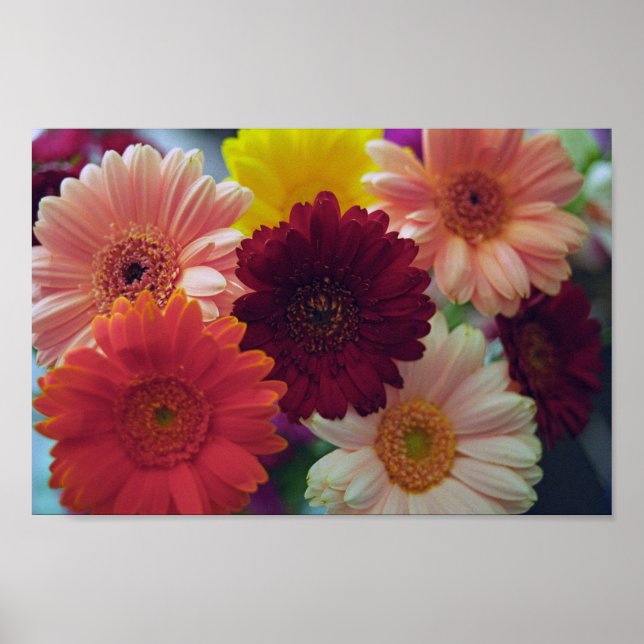 Gerbera Daisy Flowers Wall Art Imprimer Poster (Devant)