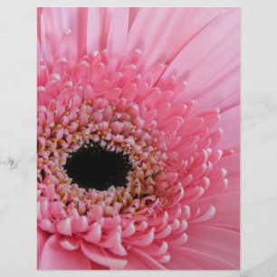 Gerbera Daisy Flyer