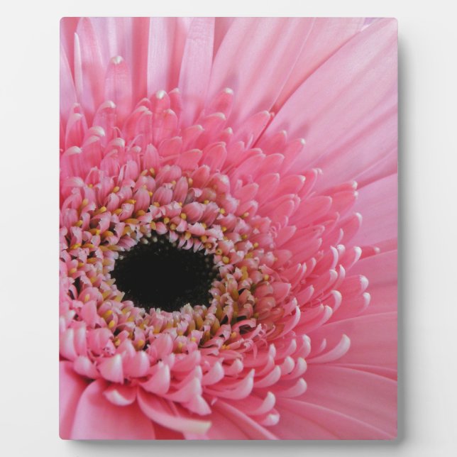 Gerbera Daisy Fotoplatte (Vorderseite)