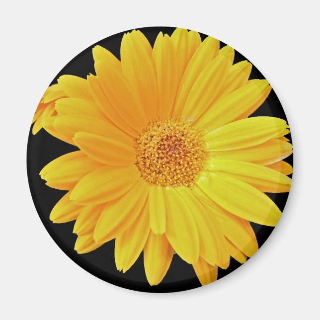 Gerbera Daisy (Gerbera hybrida) - Gelb Magnet (Vorne)