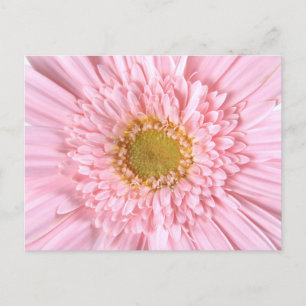Gerbera Daisy Gros plan Photo Carte Postale