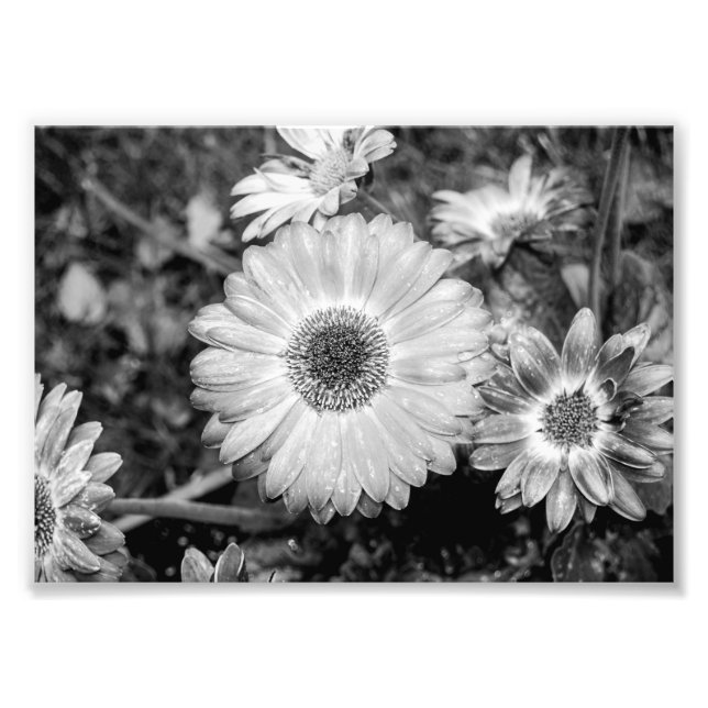 Gerbera Daisy Photographie noir et blanc (Devant)
