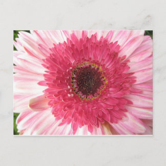 Gerbera Daisy Post Card Postkarte