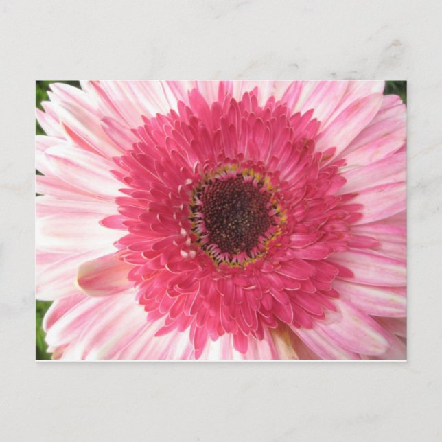 Gerbera Daisy Post Card Postkarte (Vorderseite)